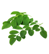 fresh moringa herbs
