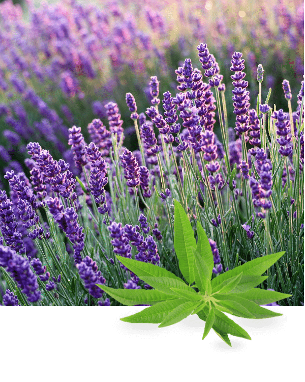 fresh lavender in the fields