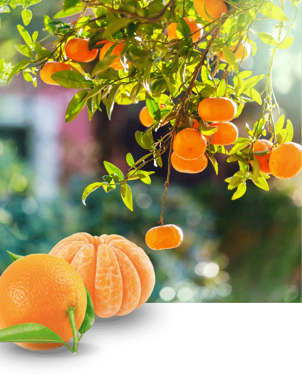 fresh tangerines on the tree with fresh picked tangerines
