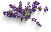 fresh picked lavender